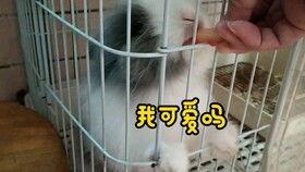 吃瓜的阿兔,揭秘娱乐圈那些事儿