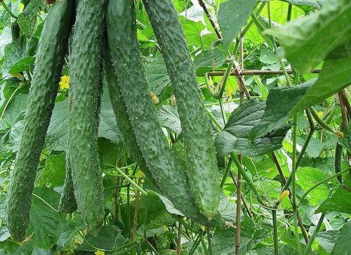 直接可以吃的瓜叫啥瓜,可直接食用的美味瓜类大盘点