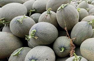 吃哈密瓜吐,甜蜜滋味背后的吐籽之谜