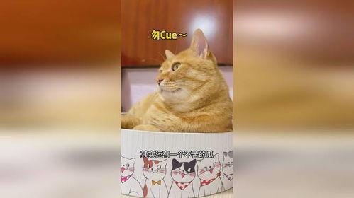 吃瓜猫英文,Unveiling the Truth: A Glimpse into the World of 'Eating Watermelon Cat'