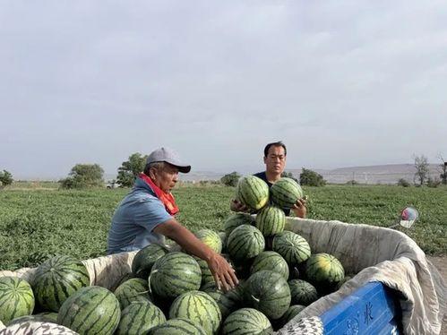 厂里天天吃瓜,揭秘天天吃瓜的欢乐时光
