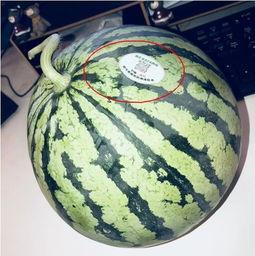 乌鲁木齐网红吃瓜,探寻城市美食新风尚