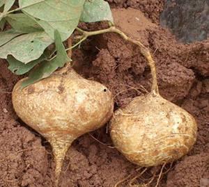 怀孕的人可以吃土瓜吗,土瓜在孕期中的适宜性探讨