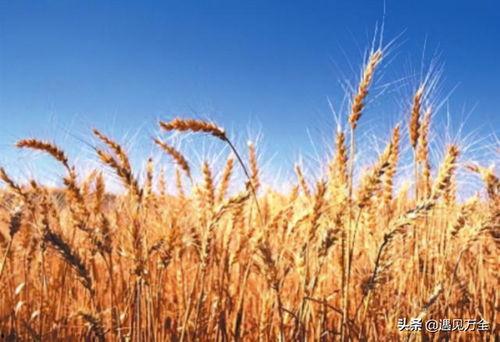 麦子吃瓜视频内容,揭秘娱乐圈幕后故事